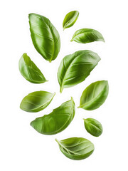 Fresh green basil leaves scattered in motion against a black background isolated on transparent background