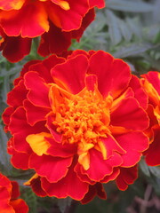 マリーゴールド