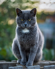 portrait of a gray cat on the fence