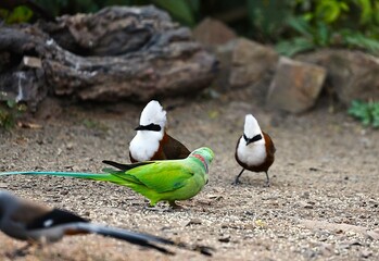 White crested Laughingthrush