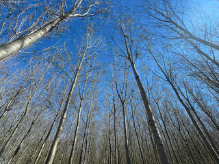 A forest of tall poplars shot from below under a clear sky