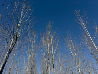 A forest of tall poplars shot from below under a clear sky
