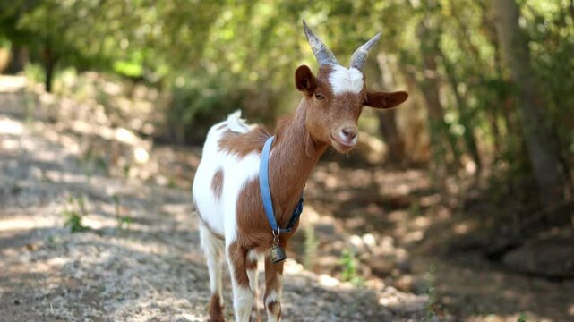 Curious brown and white goat looking at camera in nature