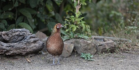 Red Junglefowl