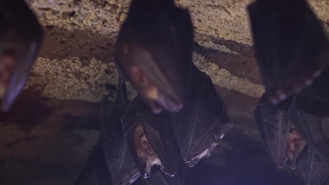 Close up group of small sleeping horseshoe bat covered by wings, hanging upside down on top of cold natural rock cave while hibernating. Wildlife photography. Creatively illuminated blurry background.