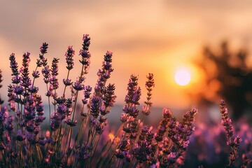 Lavender Field Silhouetted Against Golden Sunset Sky Emitting Soft Warm Light