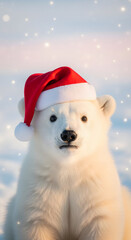 Fototapeta premium Baby Polar Bear Santa Hat Christmas Portrait JPG
