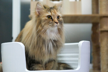 Close up of cute fluffy brown cat in a cozy white shelter. Mixed breed cat between Maine Coon and Scottish Fold.