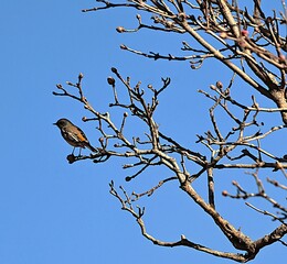 Redstart