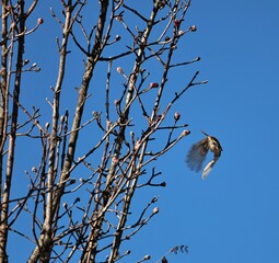 Redstart