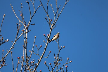 Redstart