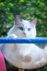 Cute, 6 months old Ragdoll cat in clear bowl on cat tree
