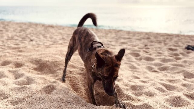 Happy brindle Dutch Shepherd dog enjoying digging hole on beach