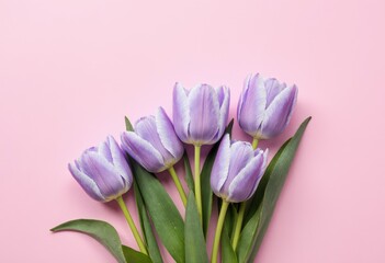Fototapeta premium Purple tulips with green leaves on light pink background