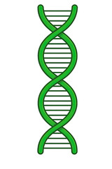 Green DNA Helix Illustration: Genetic Code, Biochemistry, and Biotechnology Visual, Cell Biology, Medical Research, Scientific Discovery, and Pharmaceutical Innovation, Gene Therapy, Genomics