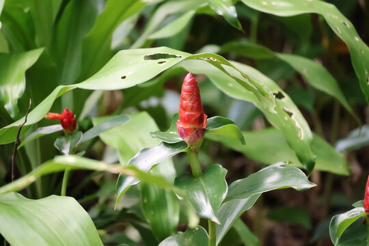The plant in the image is the Red Button Ginger (Costus woodsonii), also known as Indian Head Ginger or Scarlet Spiral Flag. This plant is a perennial herbaceous species Costaceae family.