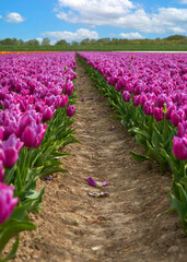 Between the rows of blooming purple tulips
