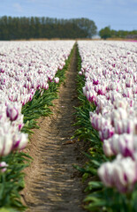 Between the rows of blooming motley tulips