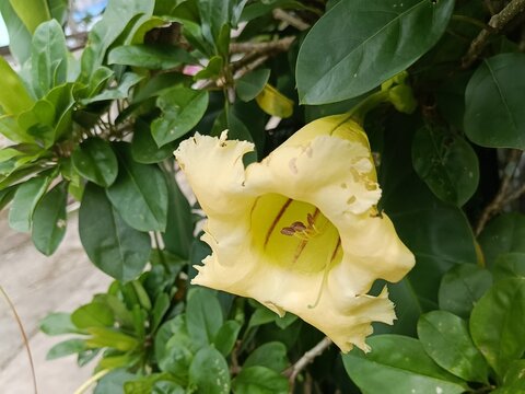 Yellow Solandra maxima Flower on Green Foliage