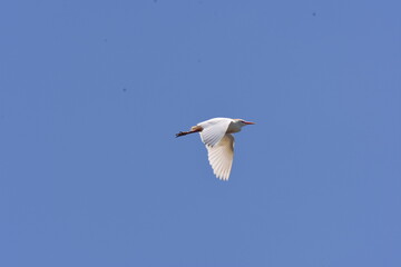 snowy egret in flight