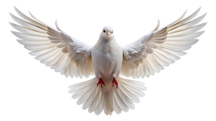 Obraz premium White dove with wings spread in flight against a white background