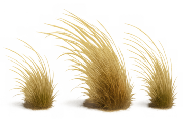 Dry grassland tufts blowing in wind on transparent background, showing natural vegetation elements