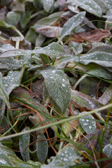 frost on leaves