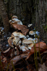 mushrooms in the forest