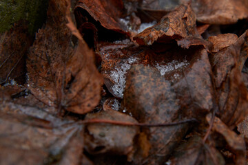 close up of an autumn leaf