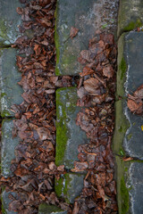 autumn leaves on the steps