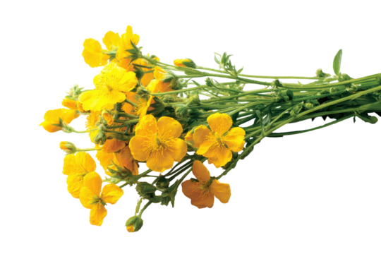 Vibrant yellow wildflowers blooming in a cluster isolated on transparent background. Vibrant yellow flowers bloom brightly isolated on white background.