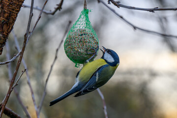 The tit feeds on food prepared by humans.