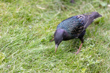 Shiny Starling in Field