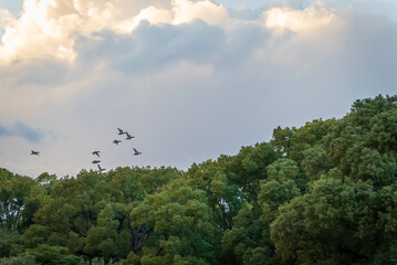 夕暮れを飛翔する鳥の群れ