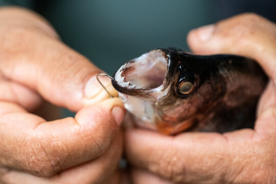 Man showing razor sharp teeth of piranha fish in the Amazon