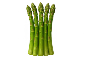 Fresh green asparagus spears standing upright, a healthy bunch of raw vegetables for cooking, transparent background