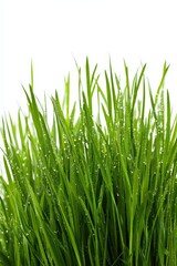 Fresh Green Grass Blades with Dew Drops on White Background Stock Photo