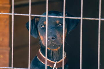 A puppy’s view from the cage