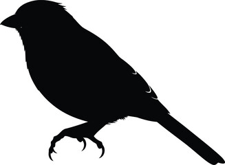 Black silhouette of a small bird perched