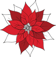 A beautiful red and white poinsettia flower illustration with black outlines on a white background.