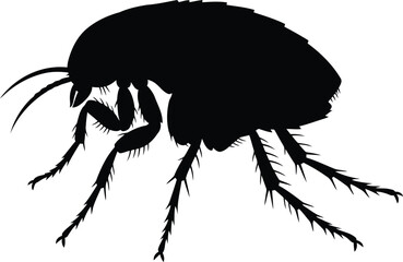 Black flea silhouette on white background