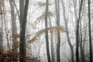fog in the forest