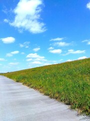 Obraz premium 春のセイバンモロコシ繁る江戸川土手とサイクリング道路風景