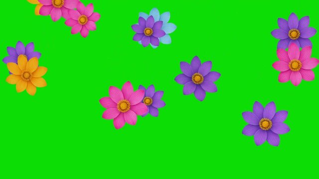 Falling lotus flowers motion graphics with green screen background