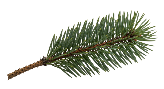 Closeup of a fresh green spruce tree branch with short, sharp needles, isolated on transparent background