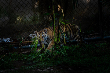 タイのチェンマイのタイガーキングダムの虎
