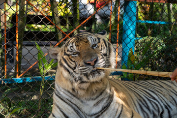 タイのチェンマイのタイガーキングダムの虎