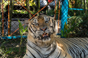 タイのチェンマイのタイガーキングダムの虎