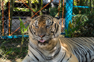 タイのチェンマイのタイガーキングダムの虎