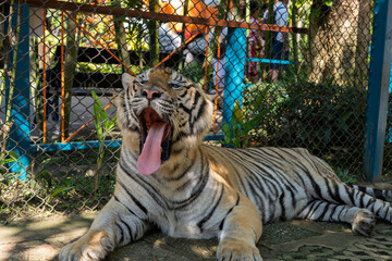 タイのチェンマイのタイガーキングダムの虎